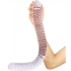 Dildo Big Tortos 55cm x 5.5cm Helder